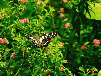 Close-up of butterfly perching on plant