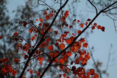 Low angle view of tree against sky
