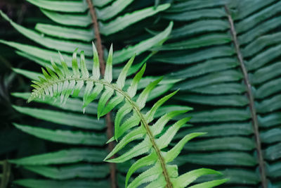 Green fern leaf growing in the forest close-up, natural background