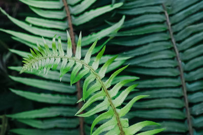 Close-up of plant