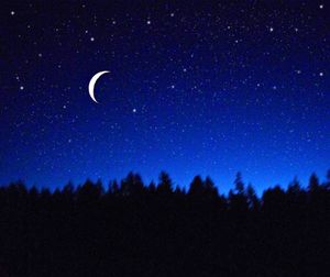 Low angle view of silhouette trees against star field at night