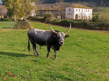 Portrait of a horse in a field