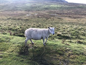 Sheep in a field