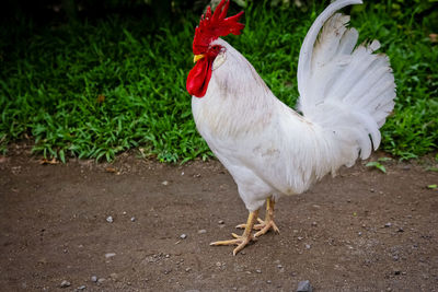 Close-up of rooster on field