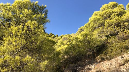 Low angle view of trees against clear blue sky