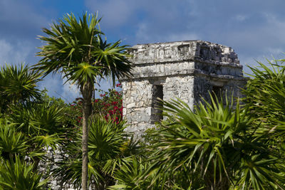 Palm trees and plants against sky