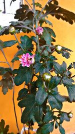 Close-up of pink flowering plant