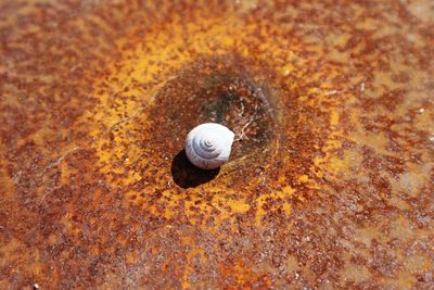 Close-up of snail