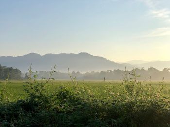 Scenic view of field against sky