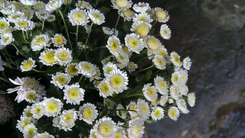 Close-up of flowers blooming outdoors