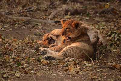 Lions relaxing on field