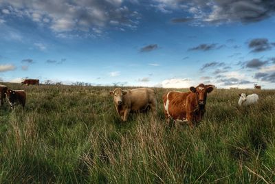 Cows on grassy field against blue sky