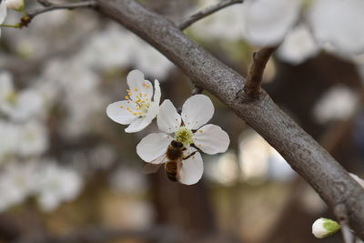Close-up of white cherry blossoms in spring