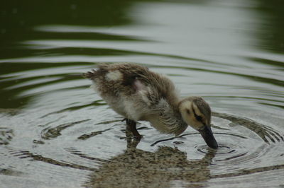 Birds in calm water