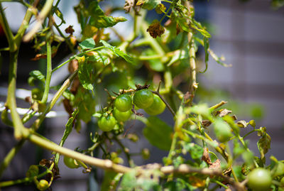 Close-up of fruits growing on tree