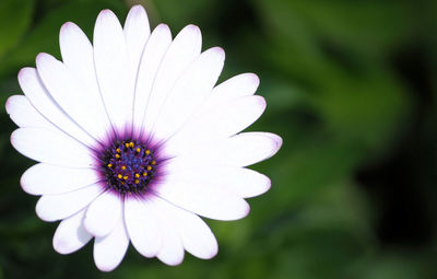 Close-up of white daisy