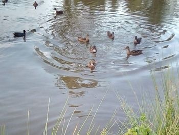 Swans swimming in lake