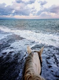 Dog standing in sea against sky