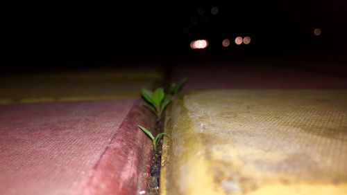 Close-up of caterpillar on leaf