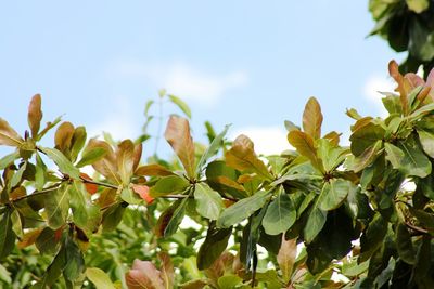 Low angle view of plants against clear sky