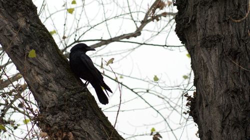 Low angle view of bird perching on tree against sky