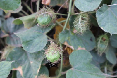 High angle view of berries growing on plant