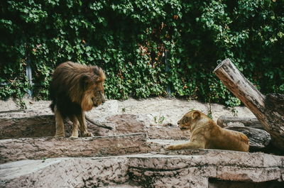 Lion and lioness relaxing at zoo