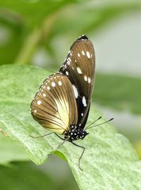 Close-up of butterfly on flower