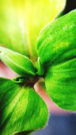 Close-up of green lizard on plant