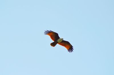 Low angle view of bird flying