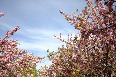 Low angle view of cherry blossoms against sky