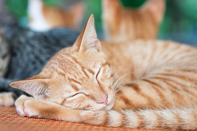 Close-up of a sleeping cat