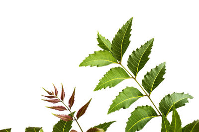 Close-up of leaves against white background