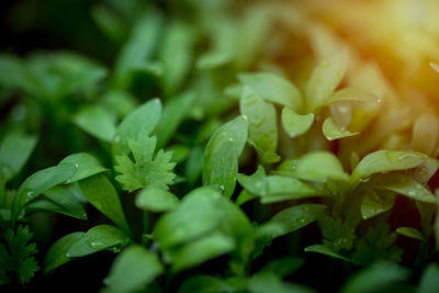 Coriander seedlings are growing in the plot.