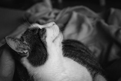 Close-up of cat resting on bed