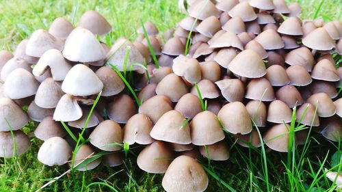 Close-up of mushroom growing on field