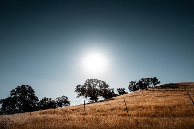 Trees on field against sky