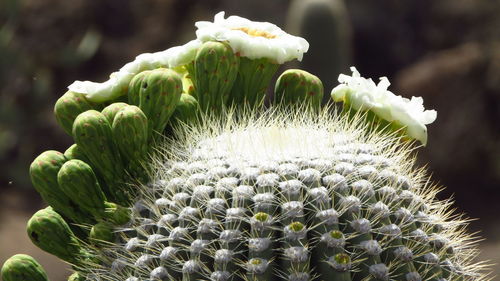 Detail shot of cactus plant