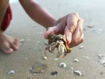 Close-up of hand holding crab on beach