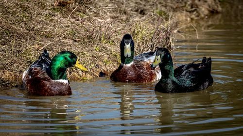 Ducks in a lake