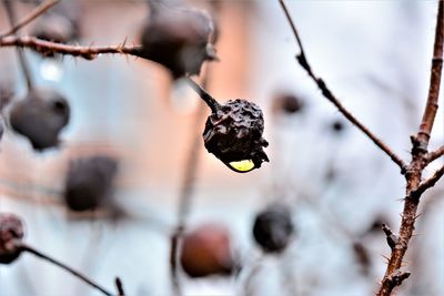 Close-up of berries on twig