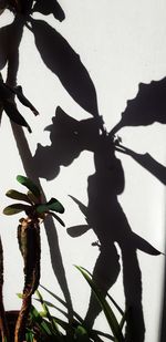 Shadow of tree on plant