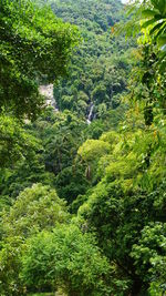 High angle view of trees growing in forest