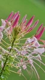 Close-up of pink flowers growing outdoors