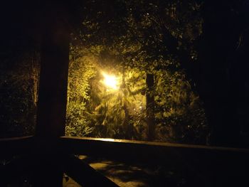 Close-up of trees in forest at night