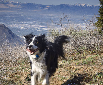Border collie standing on field