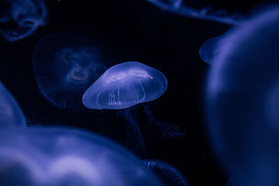 Jellyfish swimming in sea