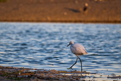 Bird perching on a beach