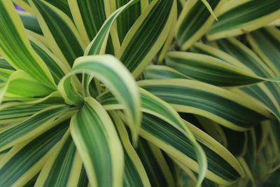 Full frame shot of palm leaves