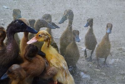 Close-up of a young birds